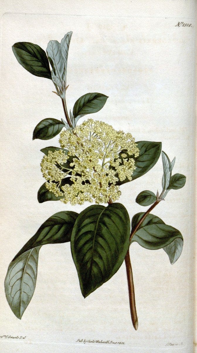 Curtis's botanical magazine. London ; New York [etc.] :Academic Press [etc.]. | "Botanical illustration" Botany Periodicals "Pictorial works" "Plants, Ornamental"  | Vintage Print Reproduction 455833