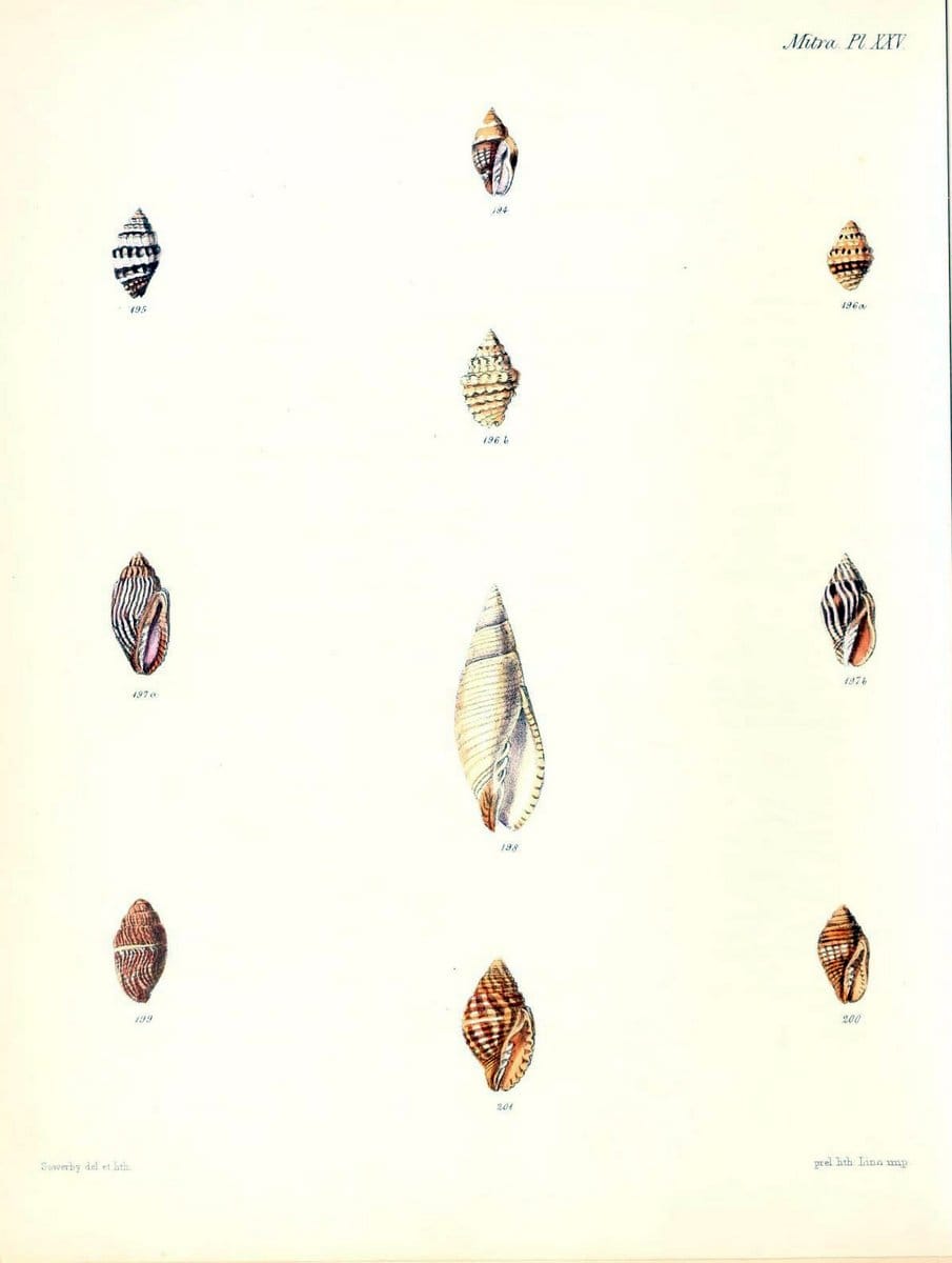 Conchologia iconica, or, Illustrations of the shells of molluscous animals /.London :Reeve, Brothers,1843-1878.  | Mollusks "Pictorial works" Shells | Vintage Print Reproduction 455834