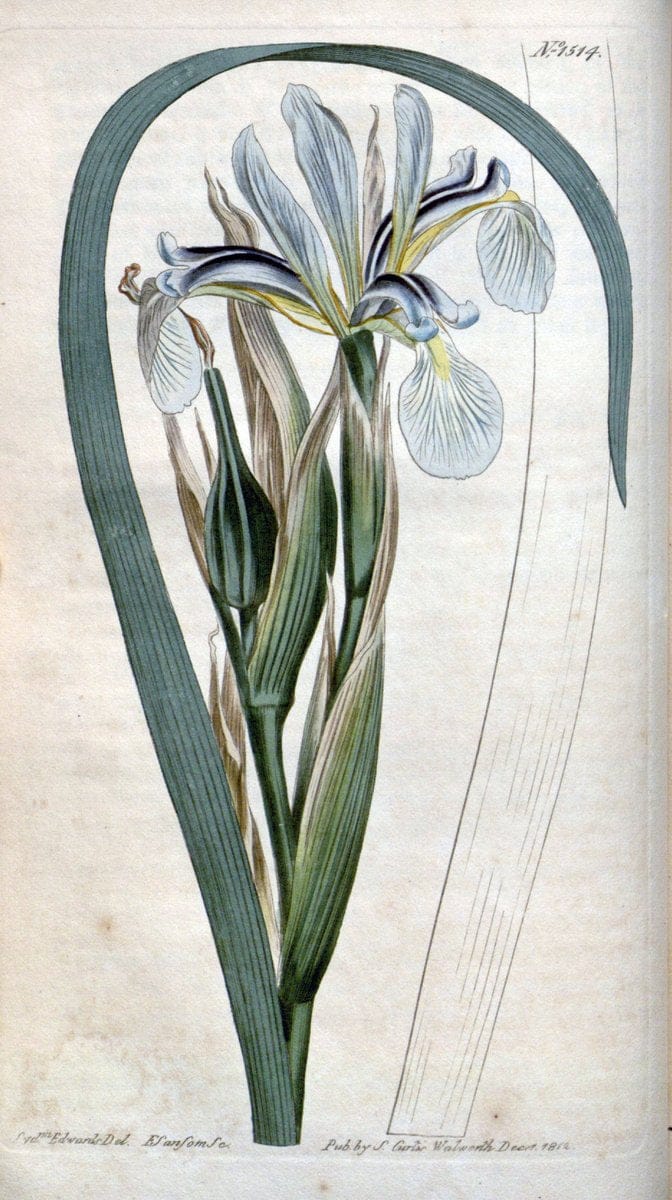 Curtis's botanical magazine. London ; New York [etc.] :Academic Press [etc.]. | "Botanical illustration" Botany Periodicals "Pictorial works" "Plants, Ornamental"  | Vintage Print Reproduction 455835