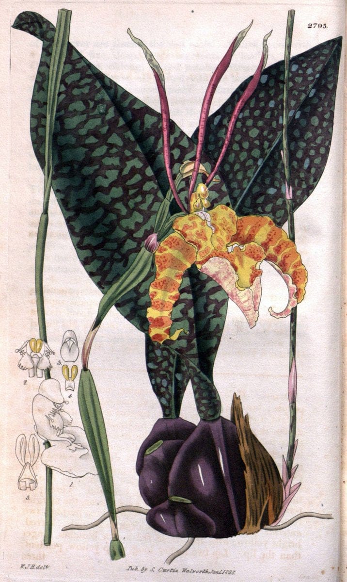 Curtis's botanical magazine. London ; New York [etc.] :Academic Press [etc.]. | "Botanical illustration" Botany Periodicals "Pictorial works" "Plants, Ornamental"  | Vintage Print Reproduction 455836