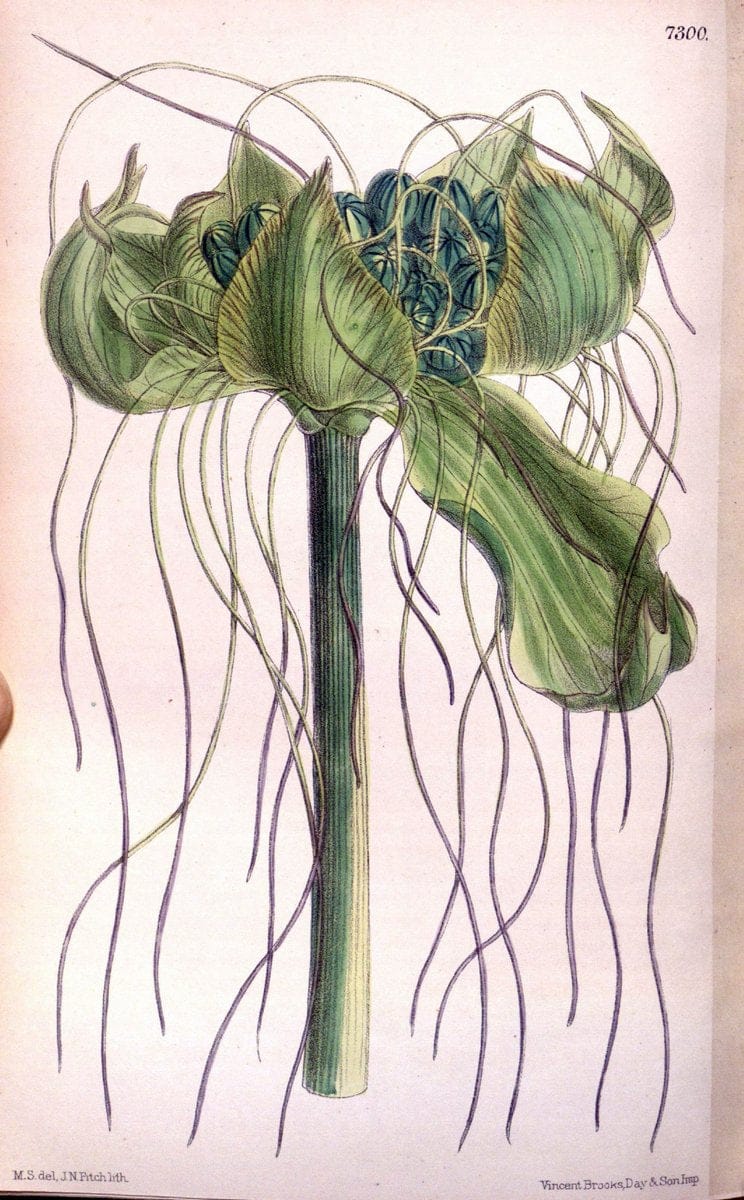 Curtis's botanical magazine. London ; New York [etc.] :Academic Press [etc.]. | "Botanical illustration" Botany Periodicals "Pictorial works" "Plants, Ornamental"  | Vintage Print Reproduction 455837