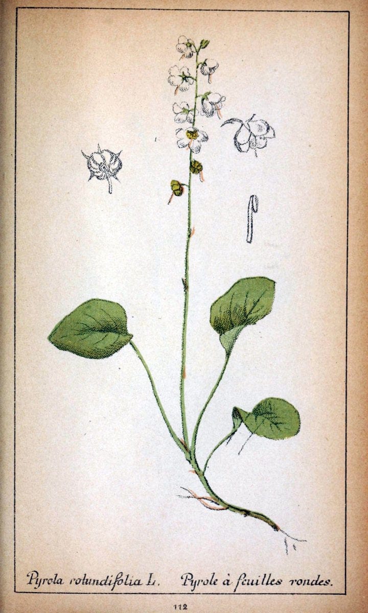 Choix de plantes de l'Europe centrale et particuliÃ¨rement de la Suisse et de la SavoieGe | Europe Central "Pictorial works" Plants "Savoy (France and Italy)" Switzerland  | Vintage Reproduction 455838