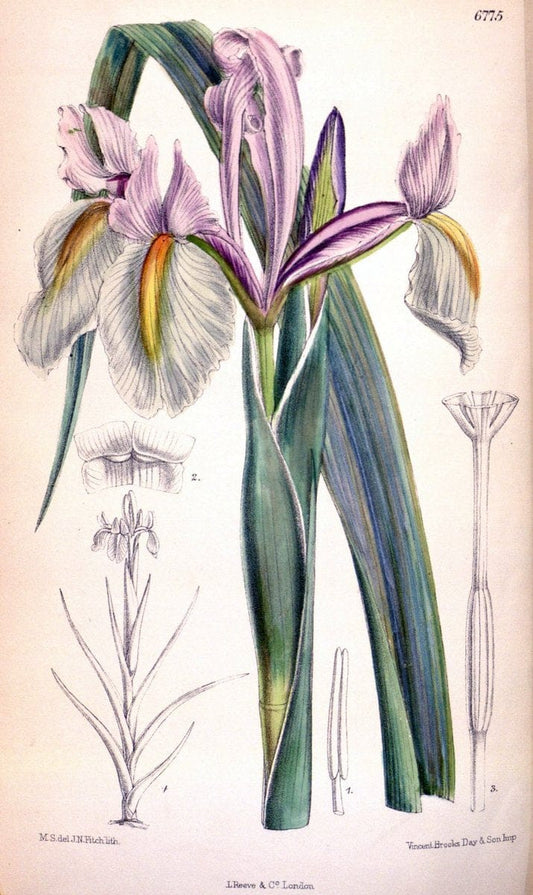 Curtis's botanical magazine. London ; New York [etc.] :Academic Press [etc.]. | "Botanical illustration" Botany Periodicals "Pictorial works" "Plants, Ornamental"  | Vintage Print Reproduction 455839