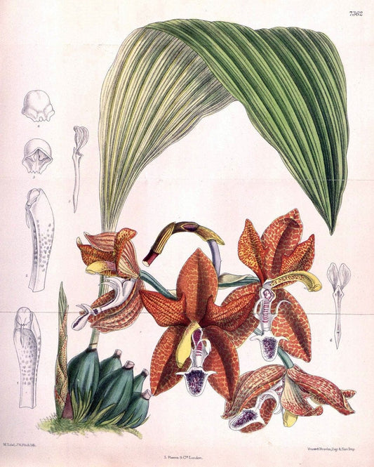 Curtis's botanical magazine. London ; New York [etc.] :Academic Press [etc.]. | "Botanical illustration" Botany Periodicals "Pictorial works" "Plants, Ornamental"  | Vintage Print Reproduction 455840