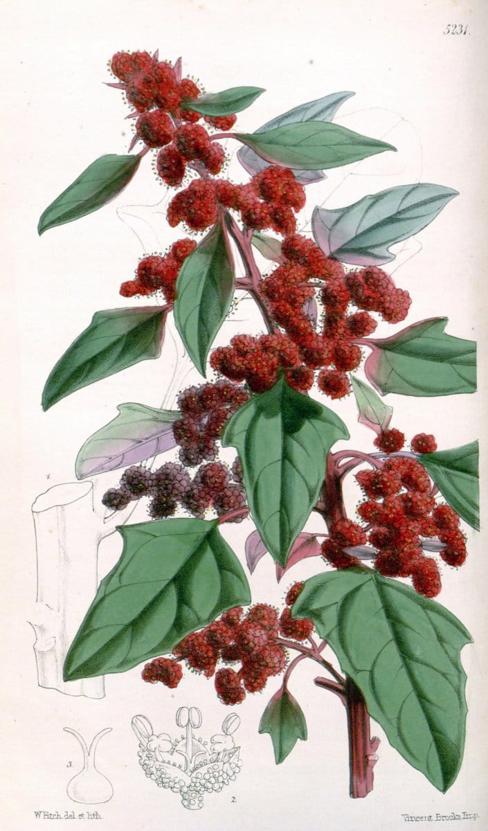 Curtis's botanical magazine. London ; New York [etc.] :Academic Press [etc.]. | "Botanical illustration" Botany Periodicals "Pictorial works" "Plants, Ornamental"  | Vintage Print Reproduction 455842