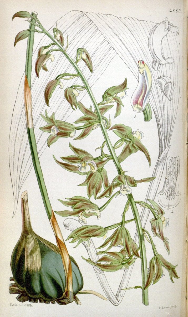 Curtis's botanical magazine. London ; New York [etc.] :Academic Press [etc.]. | "Botanical illustration" Botany Periodicals "Pictorial works" "Plants, Ornamental"  | Vintage Print Reproduction 455843