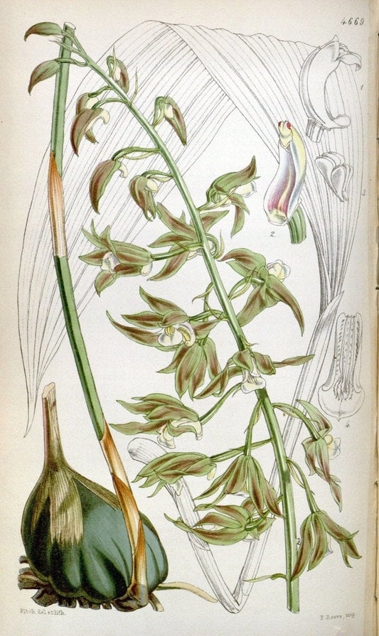 Curtis's botanical magazine. London ; New York [etc.] :Academic Press [etc.]. | "Botanical illustration" Botany Periodicals "Pictorial works" "Plants, Ornamental"  | Vintage Print Reproduction 455843