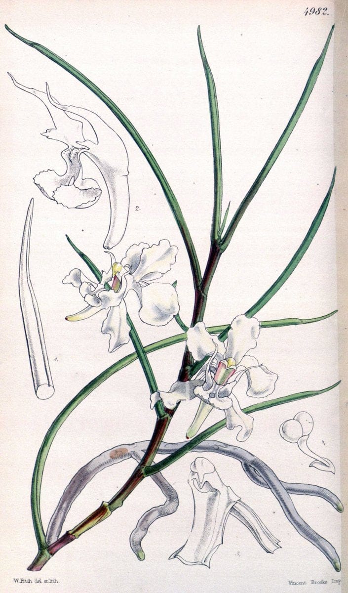 Curtis's botanical magazine. London ; New York [etc.] :Academic Press [etc.]. | "Botanical illustration" Botany Periodicals "Pictorial works" "Plants, Ornamental"  | Vintage Print Reproduction 455844