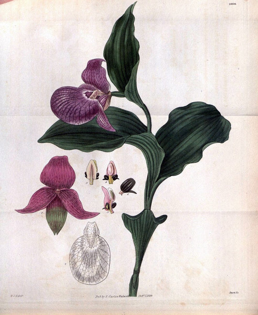 Curtis's botanical magazine. London ; New York [etc.] :Academic Press [etc.]. | "Botanical illustration" Botany Periodicals "Pictorial works" "Plants, Ornamental"  | Vintage Print Reproduction 455846
