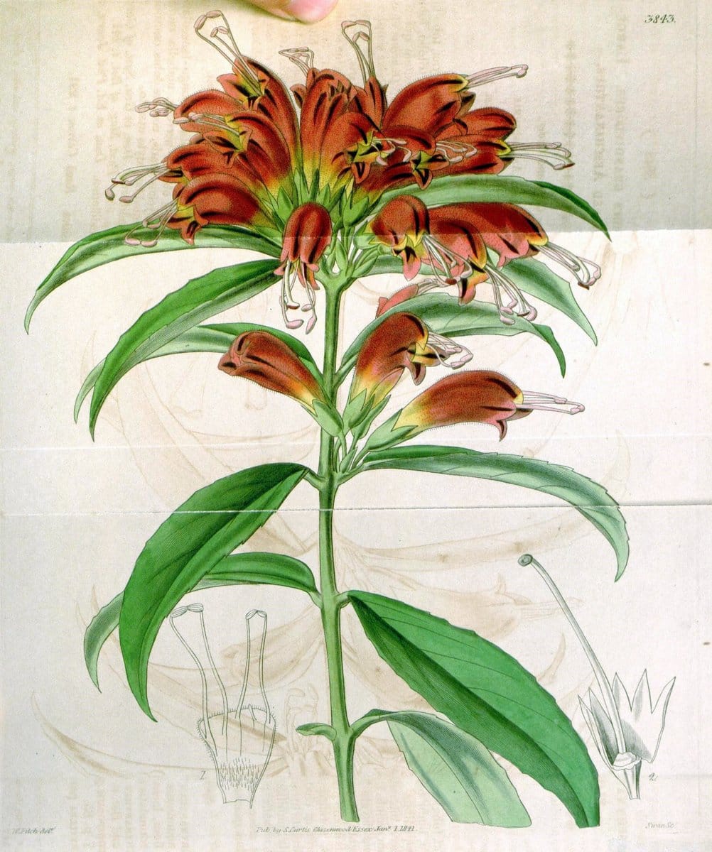 Curtis's botanical magazine. London ; New York [etc.] :Academic Press [etc.]. | "Botanical illustration" Botany Periodicals "Pictorial works" "Plants, Ornamental"  | Vintage Print Reproduction 455847