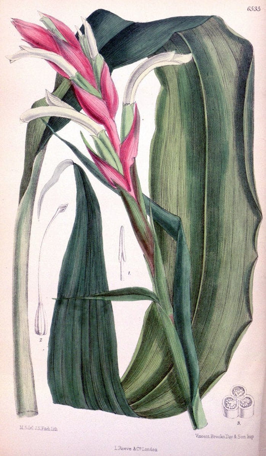 Curtis's botanical magazine. London ; New York [etc.] :Academic Press [etc.]. | "Botanical illustration" Botany Periodicals "Pictorial works" "Plants, Ornamental"  | Vintage Print Reproduction 455848