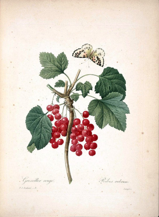 Choix des plus belles fleurs :.Paris :Ernest Panckoucke,[1833].  | 1833 Botany France Icones "Pictorial works"  | Vintage Print Reproduction 455849