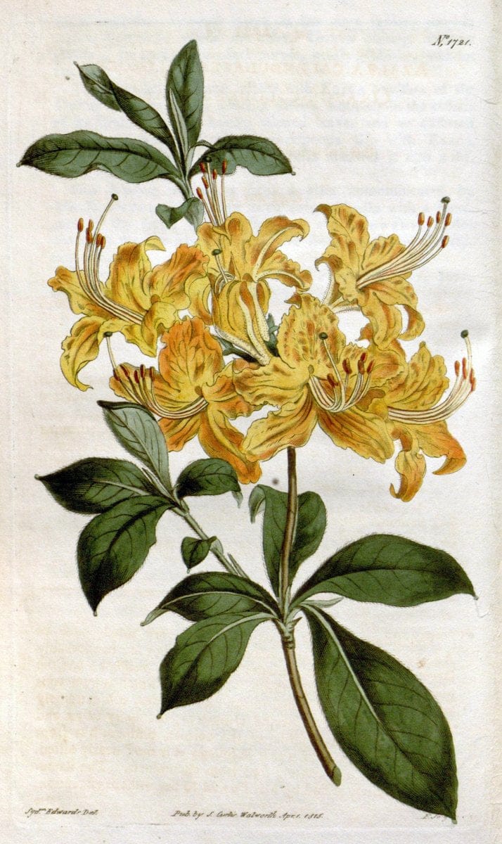 Curtis's botanical magazine. London ; New York [etc.] :Academic Press [etc.]. | "Botanical illustration" Botany Periodicals "Pictorial works" "Plants, Ornamental"  | Vintage Print Reproduction 455850