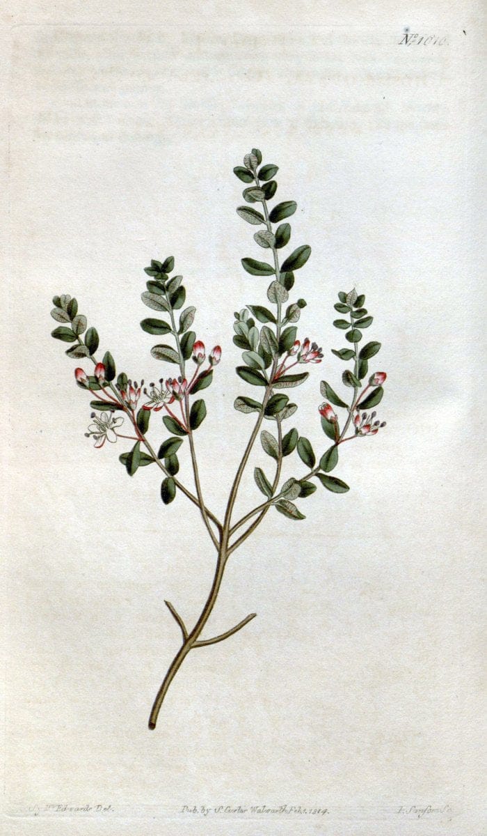 Curtis's botanical magazine. London ; New York [etc.] :Academic Press [etc.]. | "Botanical illustration" Botany Periodicals "Pictorial works" "Plants, Ornamental"  | Vintage Print Reproduction 455851