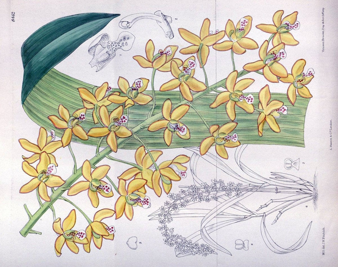 Curtis's botanical magazine. London ; New York [etc.] :Academic Press [etc.]. | "Botanical illustration" Botany Periodicals "Pictorial works" "Plants, Ornamental"  | Vintage Print Reproduction 455852