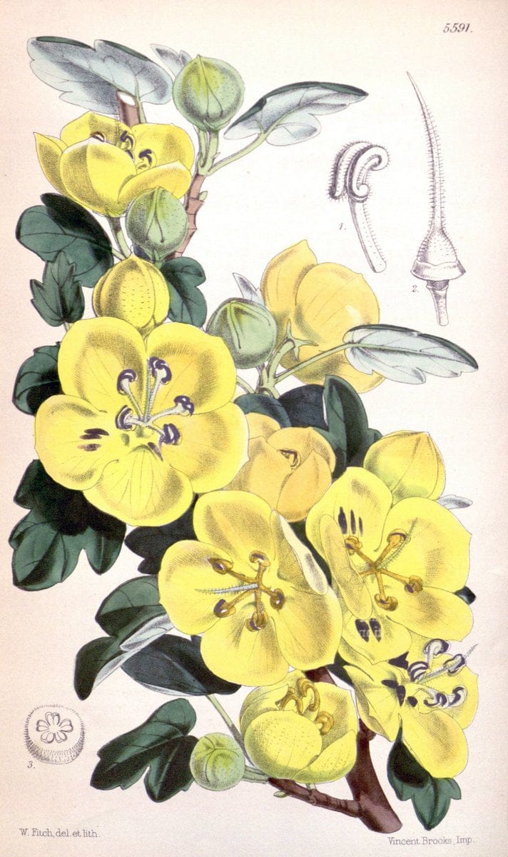 Curtis's botanical magazine. London ; New York [etc.] :Academic Press [etc.]. | "Botanical illustration" Botany Periodicals "Pictorial works" "Plants, Ornamental"  | Vintage Print Reproduction 455853