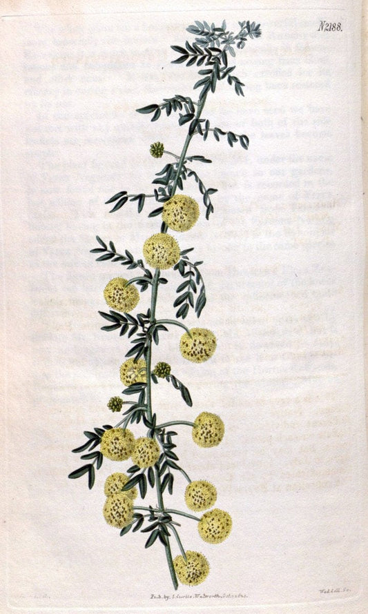 Curtis's botanical magazine. London ; New York [etc.] :Academic Press [etc.]. | "Botanical illustration" Botany Periodicals "Pictorial works" "Plants, Ornamental"  | Vintage Print Reproduction 455854