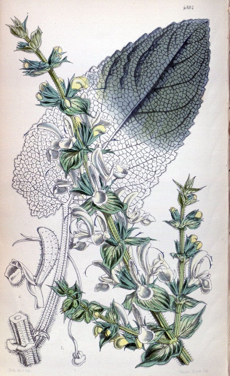 Curtis's botanical magazine. London ;New York [etc.] :Academic Press [etc.]. | Botany Periodicals "Pictorial works"  | Vintage Print Reproduction 455855