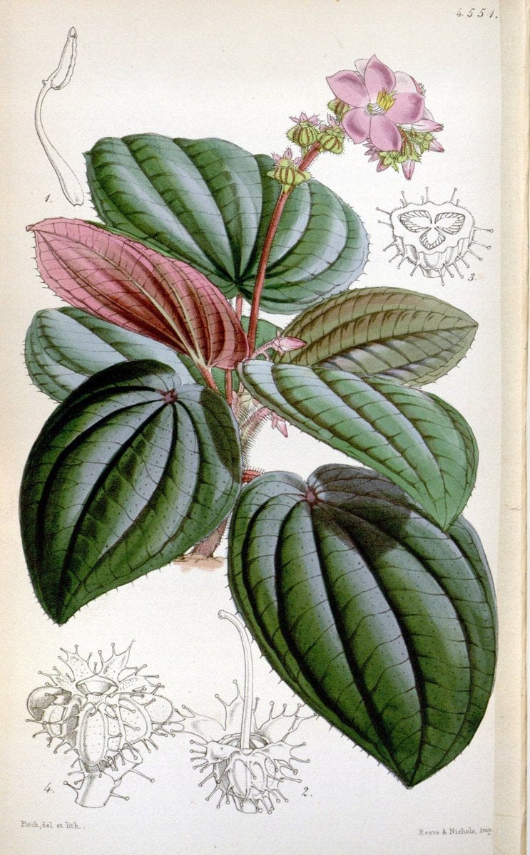 Curtis's botanical magazine. London ;New York [etc.] :Academic Press [etc.]. | Botany Periodicals "Pictorial works"  | Vintage Print Reproduction 455856