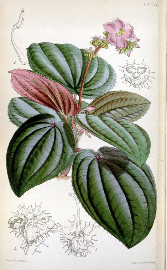 Curtis's botanical magazine. London ;New York [etc.] :Academic Press [etc.]. | Botany Periodicals "Pictorial works"  | Vintage Print Reproduction 455856