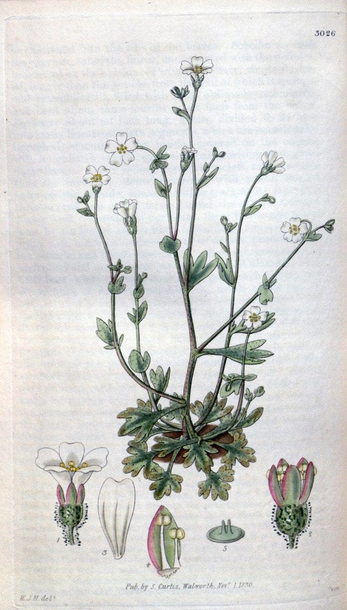 Curtis's botanical magazine. London ;New York [etc.] :Academic Press [etc.]. | Botany Periodicals "Pictorial works"  | Vintage Print Reproduction 455857