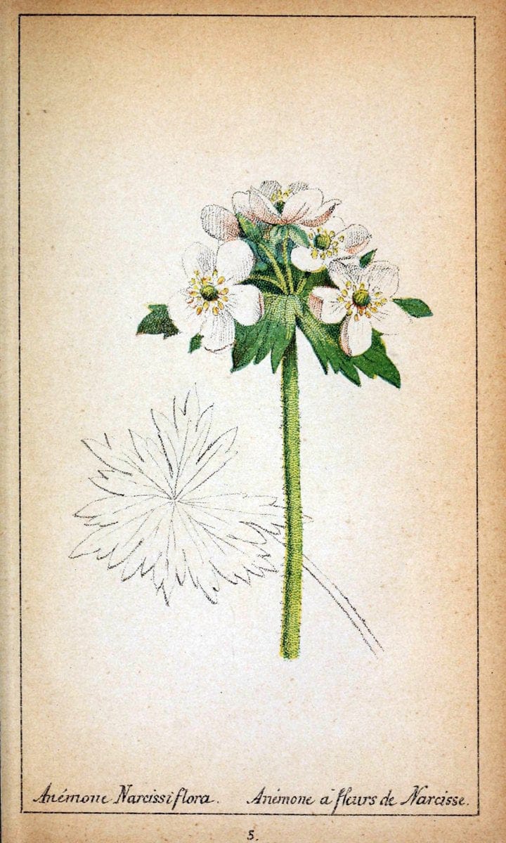 Choix de plantes de l'Europe centrale et particuliÃ¨rement de la Suisse et de la SavoieGe | Europe Central "Pictorial works" Plants "Savoy (France and Italy)" Switzerland  | Vintage Reproduction 455858