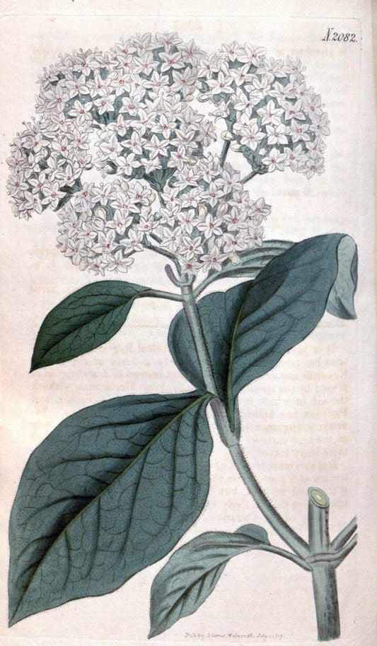 Curtis's botanical magazine. London ; New York [etc.] :Academic Press [etc.]. | "Botanical illustration" Botany Periodicals "Pictorial works" "Plants, Ornamental"  | Vintage Print Reproduction 455859