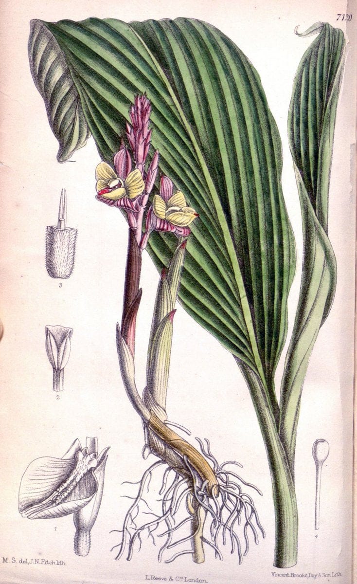 Curtis's botanical magazine. London ; New York [etc.] :Academic Press [etc.]. | "Botanical illustration" Botany Periodicals "Pictorial works" "Plants, Ornamental"  | Vintage Print Reproduction 455860