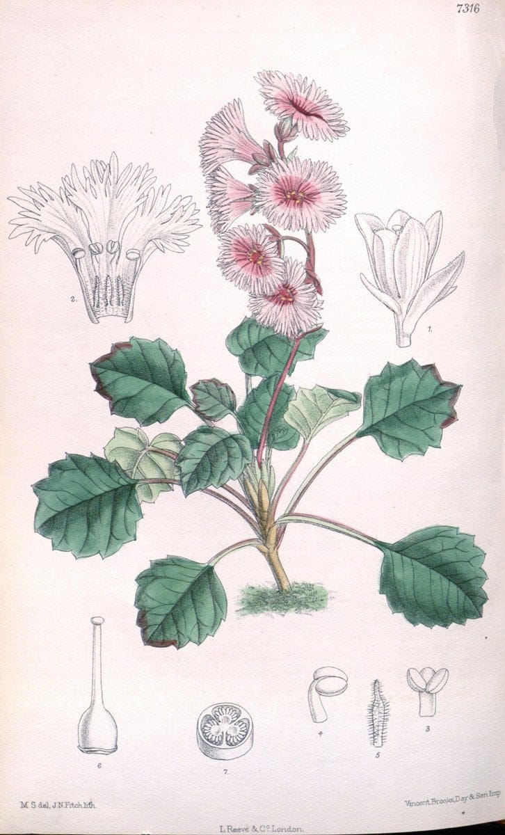 Curtis's botanical magazine. London ; New York [etc.] :Academic Press [etc.]. | "Botanical illustration" Botany Periodicals "Pictorial works" "Plants, Ornamental"  | Vintage Print Reproduction 455861