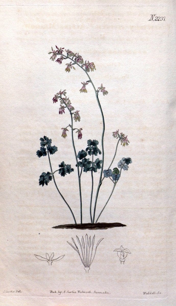 Curtis's botanical magazine. London ; New York [etc.] :Academic Press [etc.]. | "Botanical illustration" Botany Periodicals "Pictorial works" "Plants, Ornamental"  | Vintage Print Reproduction 455864