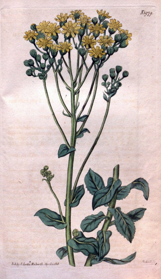 Curtis's botanical magazine. London ; New York [etc.] :Academic Press [etc.]. | "Botanical illustration" Botany Periodicals "Pictorial works" "Plants, Ornamental"  | Vintage Print Reproduction 455865