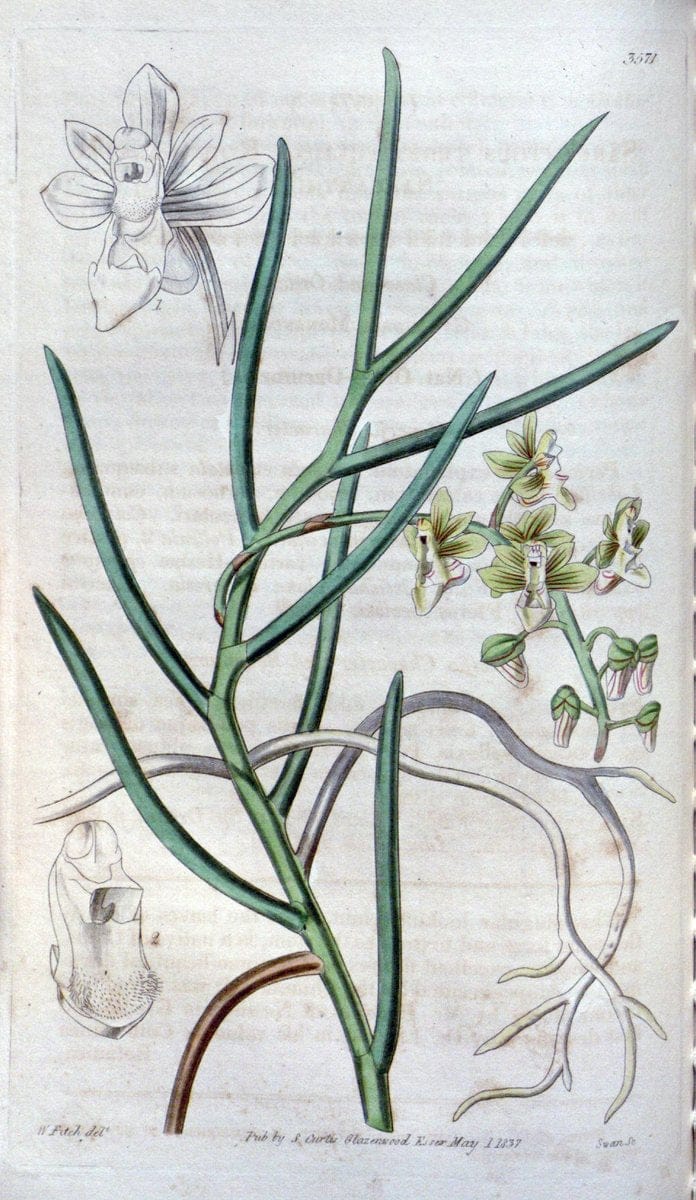 Curtis's botanical magazine. London ; New York [etc.] :Academic Press [etc.]. | "Botanical illustration" Botany Periodicals "Pictorial works" "Plants, Ornamental"  | Vintage Print Reproduction 455866