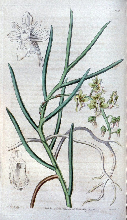 Curtis's botanical magazine. London ; New York [etc.] :Academic Press [etc.]. | "Botanical illustration" Botany Periodicals "Pictorial works" "Plants, Ornamental"  | Vintage Print Reproduction 455866
