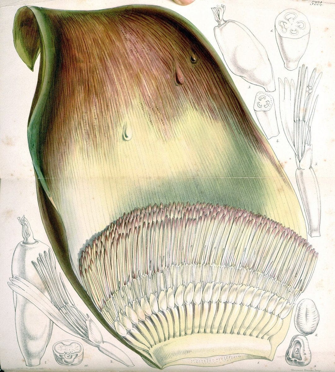 Curtis's botanical magazine. London ; New York [etc.] :Academic Press [etc.]. | "Botanical illustration" Botany Periodicals "Pictorial works" "Plants, Ornamental"  | Vintage Print Reproduction 455867