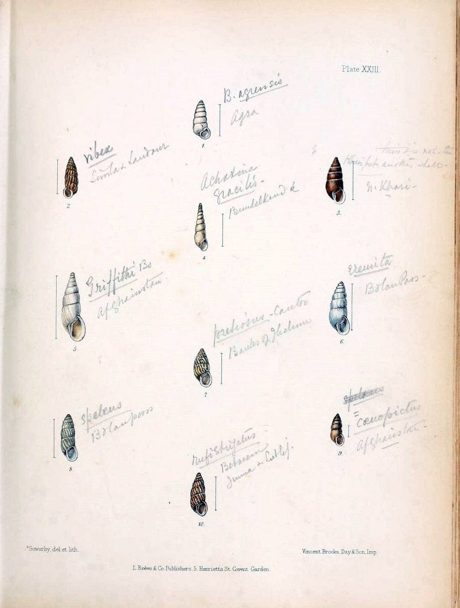 Conchologia indica,.London,1870-1876.  | India Mollusks Shells  | Vintage Print Reproduction 455868