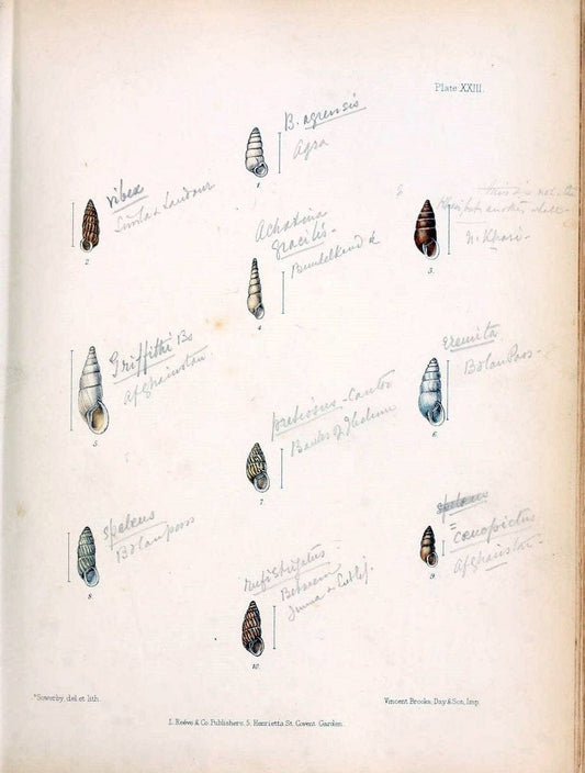 Conchologia indica,.London,1870-1876.  | India Mollusks Shells  | Vintage Print Reproduction 455868