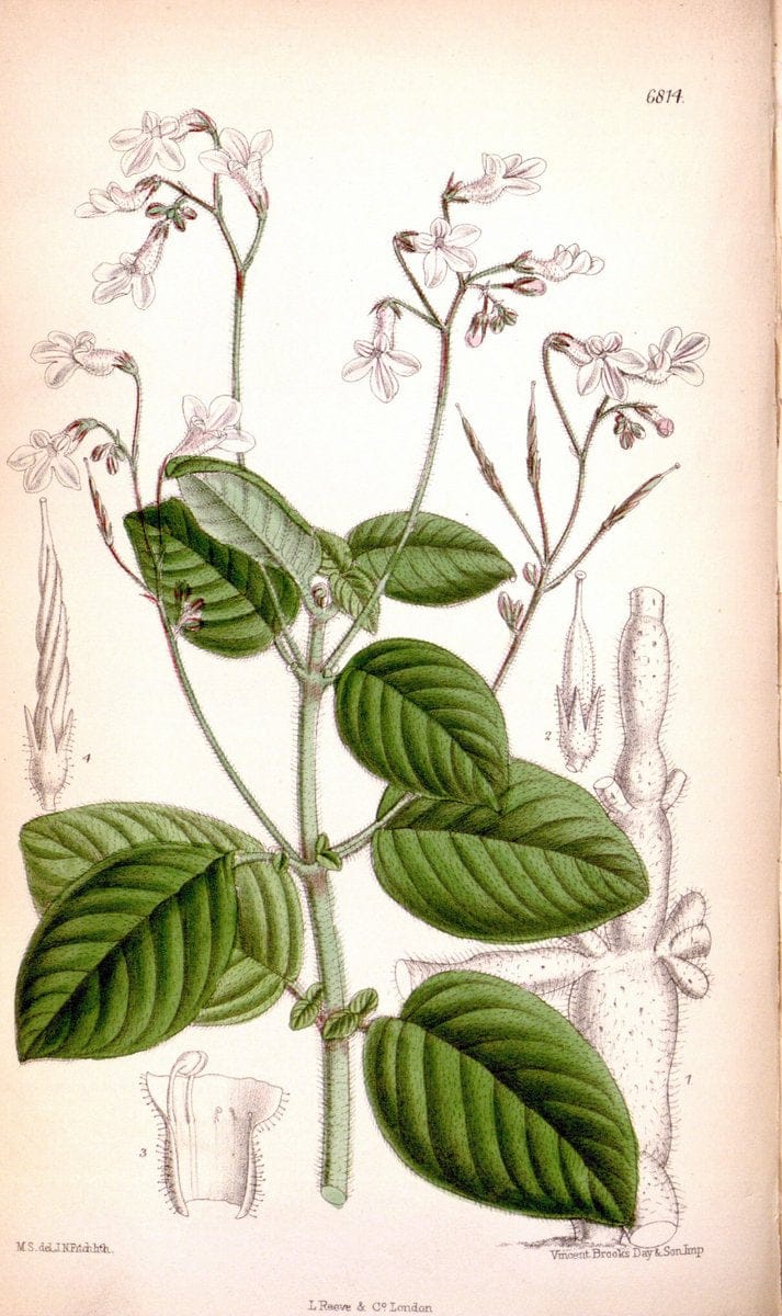 Curtis's botanical magazine. London ; New York [etc.] :Academic Press [etc.]. | "Botanical illustration" Botany Periodicals "Pictorial works" "Plants, Ornamental"  | Vintage Print Reproduction 455869