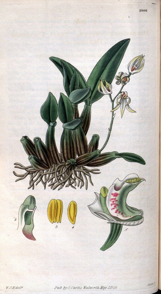 Curtis's botanical magazine. London ; New York [etc.] :Academic Press [etc.]. | "Botanical illustration" Botany Periodicals "Pictorial works" "Plants, Ornamental"  | Vintage Print Reproduction 455870