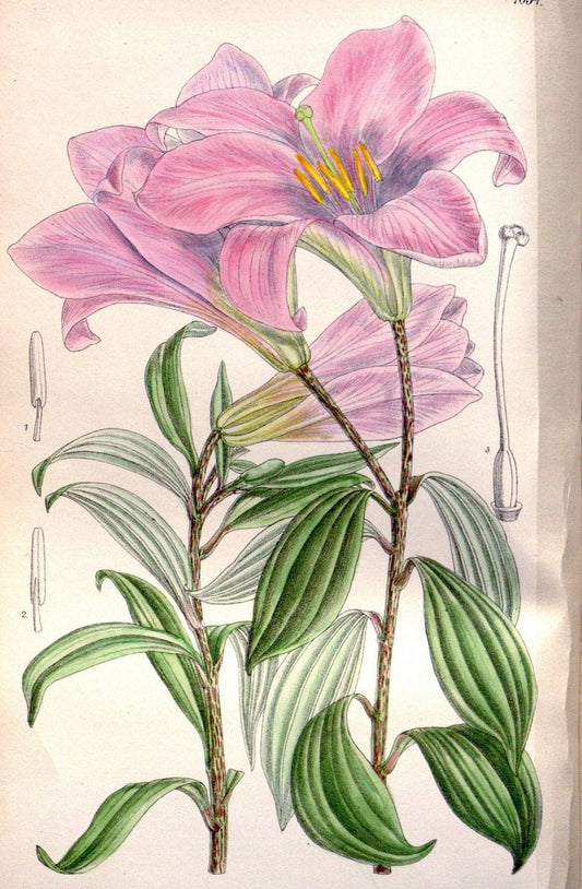 Curtis's botanical magazine. London ; New York [etc.] :Academic Press [etc.]. | "Botanical illustration" Botany Periodicals "Pictorial works" "Plants, Ornamental"  | Vintage Print Reproduction 455871