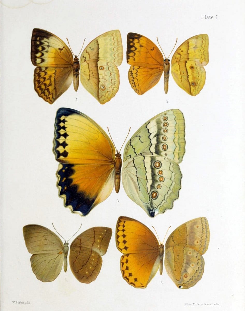 Butterflies from China, Japan, and Corea. London,R.H. Porter,1892-94.  | Butterflies China Japan Korea  | Vintage Print Reproduction 455874