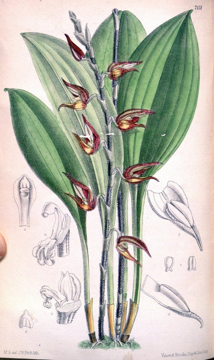 Curtis's botanical magazine. London ; New York [etc.] :Academic Press [etc.]. | "Botanical illustration" Botany Periodicals "Pictorial works" "Plants, Ornamental"  | Vintage Print Reproduction 455875