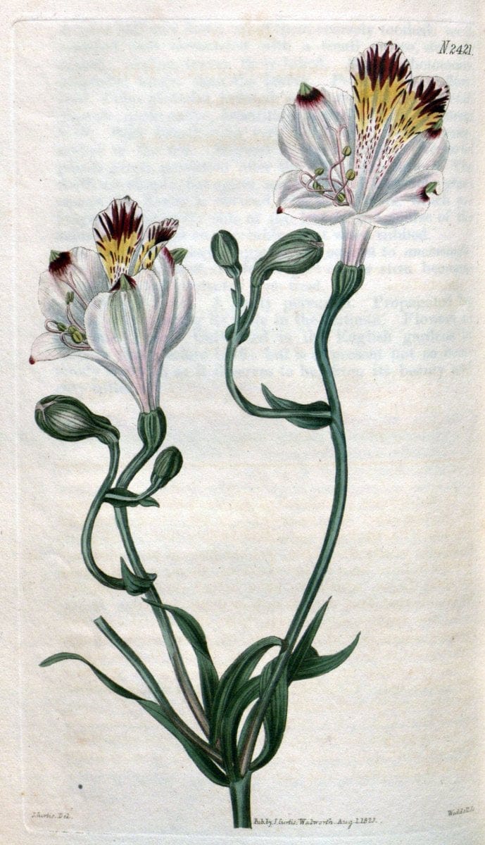 Curtis's botanical magazine. London ; New York [etc.] :Academic Press [etc.]. | "Botanical illustration" Botany Periodicals "Pictorial works" "Plants, Ornamental"  | Vintage Print Reproduction 455876