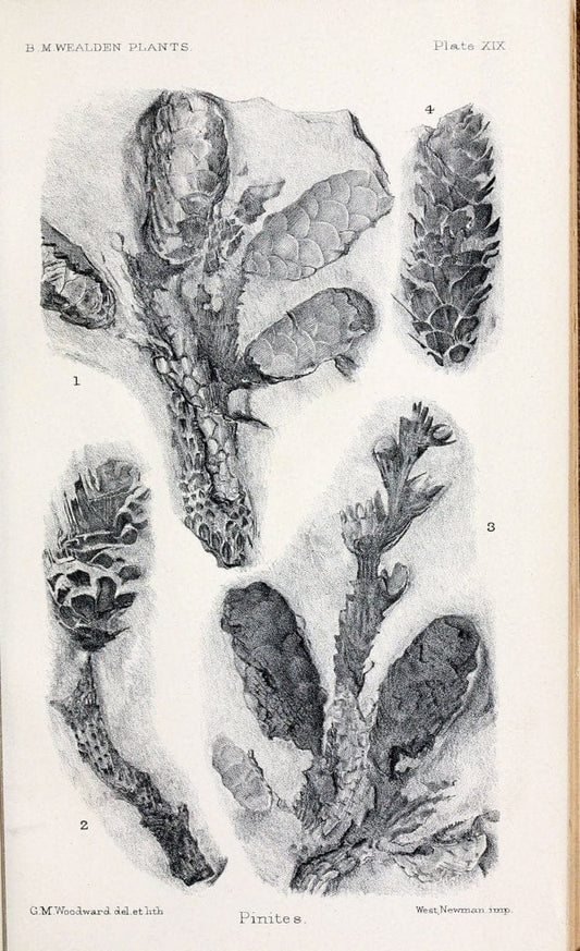Central Atlas fÃ¼r zoologische GÃ¤rten. Part 1,5.Dresden ;Expedition der vollstÃ¤ndigste Naturgeschichte, [puis] E. Blochman, [etc.],1862- | Vintage Print Reproduction 455877