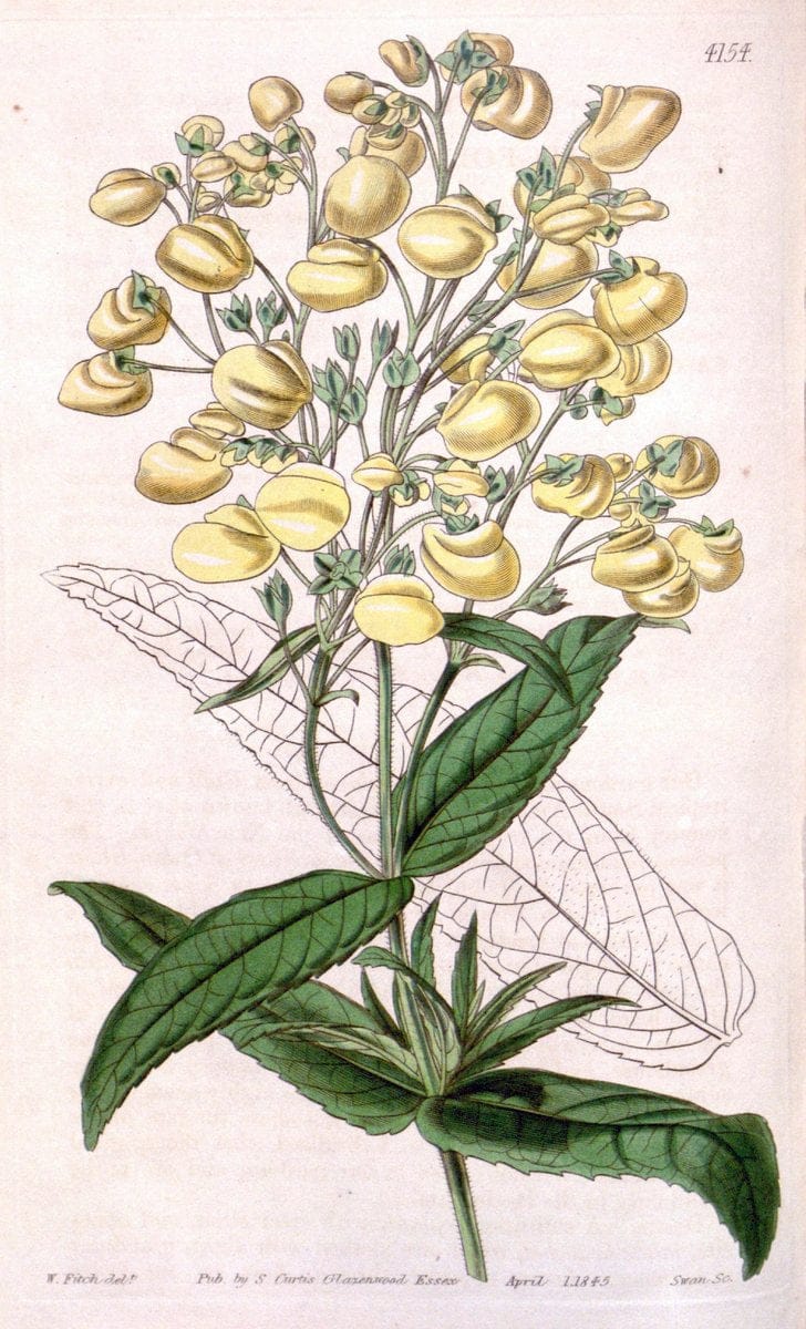 Curtis's botanical magazine. London ; New York [etc.] :Academic Press [etc.]. | "Botanical illustration" Botany Periodicals "Pictorial works" "Plants, Ornamental"  | Vintage Print Reproduction 455878