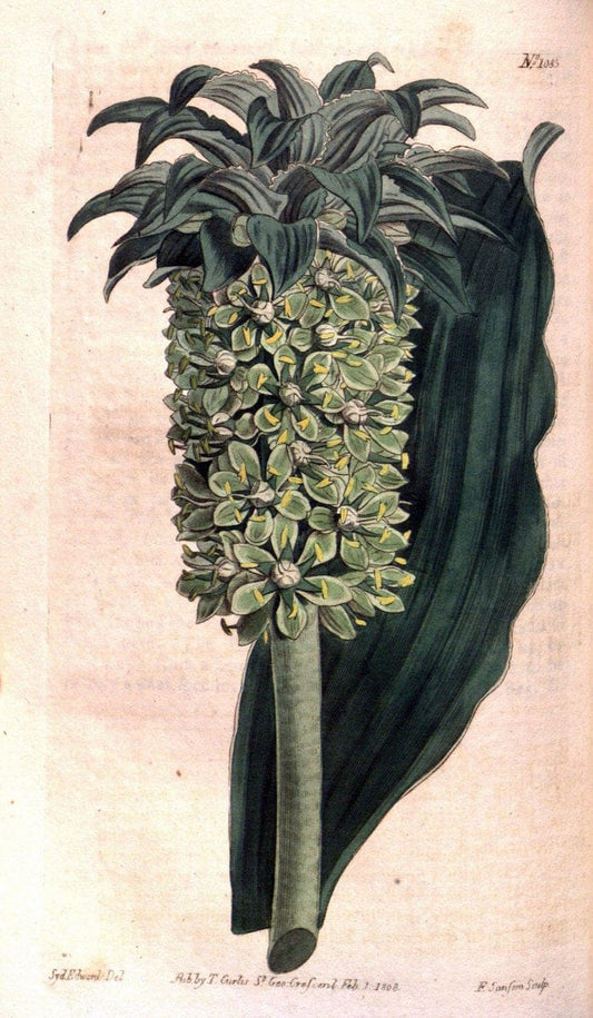 Curtis's botanical magazine. London ; New York [etc.] :Academic Press [etc.]. | "Botanical illustration" Botany Periodicals "Pictorial works" "Plants, Ornamental"  | Vintage Print Reproduction 455879