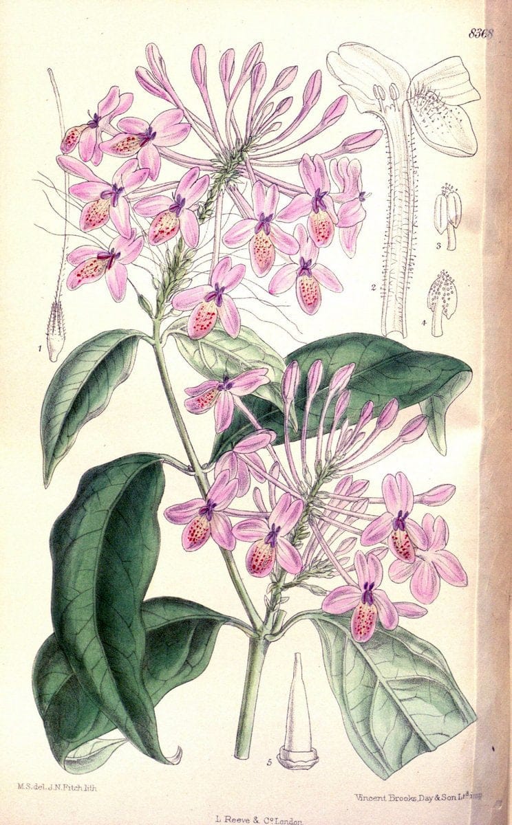 Curtis's botanical magazine. London ; New York [etc.] :Academic Press [etc.]. | "Botanical illustration" Botany Periodicals "Pictorial works" "Plants, Ornamental"  | Vintage Print Reproduction 455880