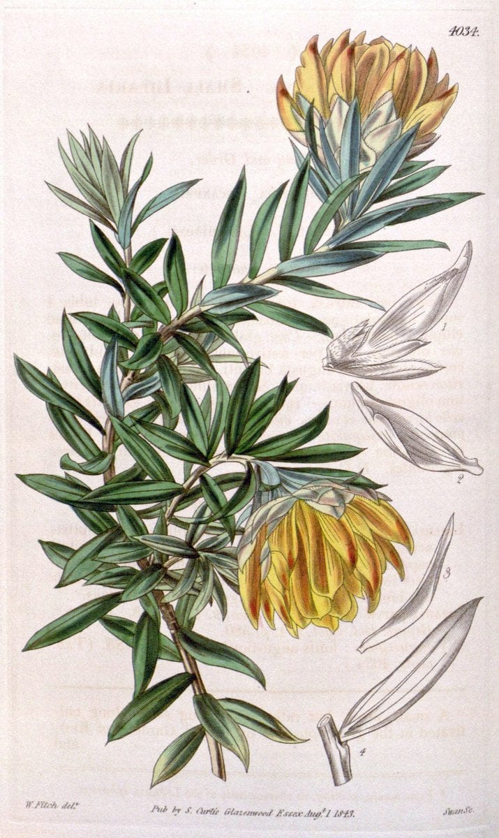 Curtis's botanical magazine. London ; New York [etc.] :Academic Press [etc.]. | "Botanical illustration" Botany Periodicals "Pictorial works" "Plants, Ornamental"  | Vintage Print Reproduction 455882