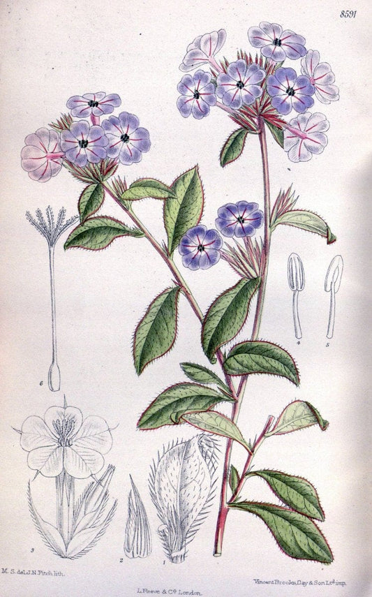 Curtis's botanical magazine. London ; New York [etc.] :Academic Press [etc.]. | "Botanical illustration" Botany Periodicals "Pictorial works" "Plants, Ornamental"  | Vintage Print Reproduction 455883