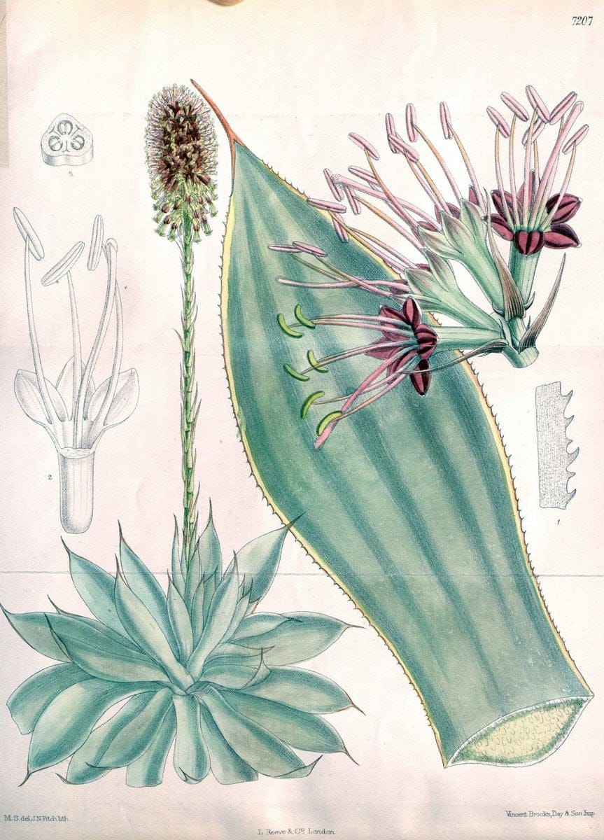 Curtis's botanical magazine. London ; New York [etc.] :Academic Press [etc.]. | "Botanical illustration" Botany Periodicals "Pictorial works" "Plants, Ornamental"  | Vintage Print Reproduction 455884