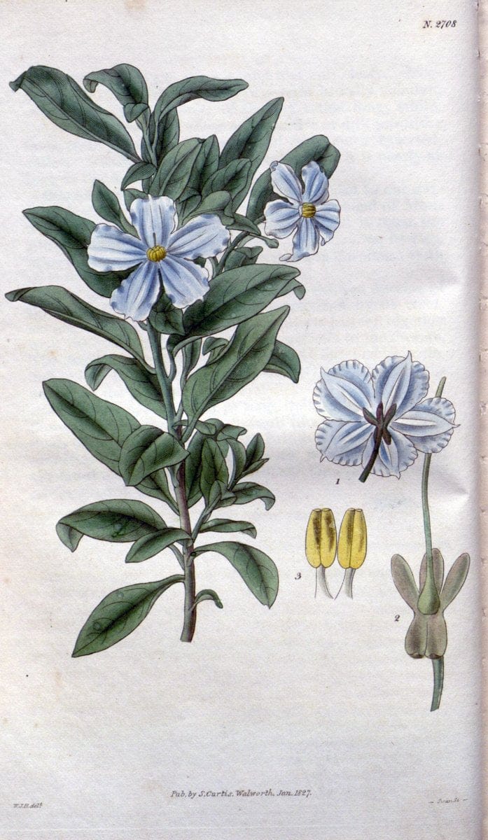 Curtis's botanical magazine..London ;New York [etc.] :Academic Press [etc.]. |  | Vintage Print Reproduction 455885
